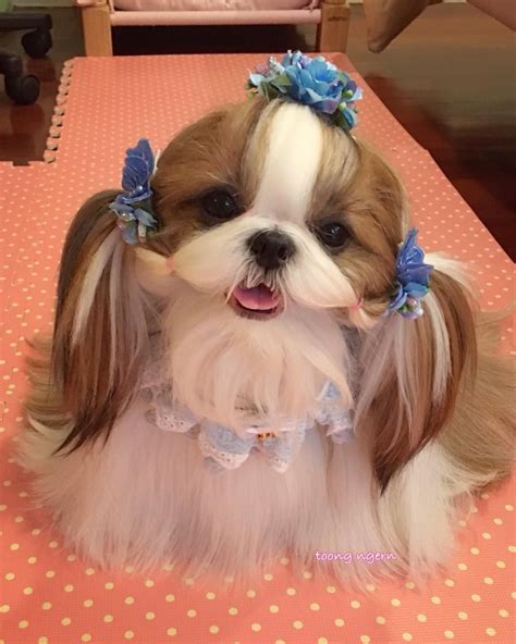 what type of princess are you|princess type shih tzu.